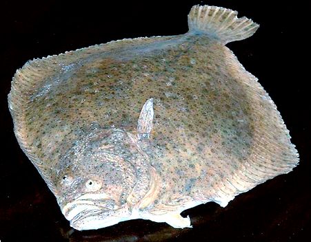 Scophthalmus maximus_05.jpg